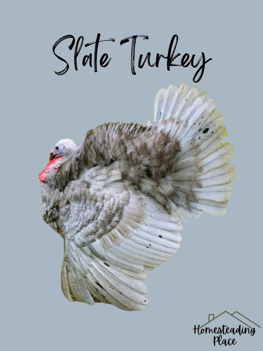 Slate Turkey