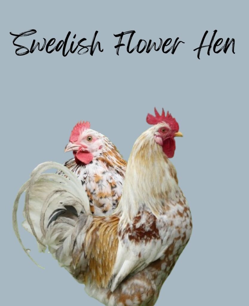 Swedish Flower Hen Chickens