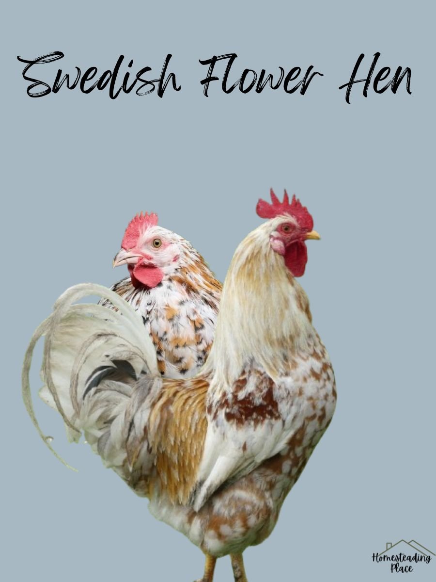 Swedish Flower Hen Chickens