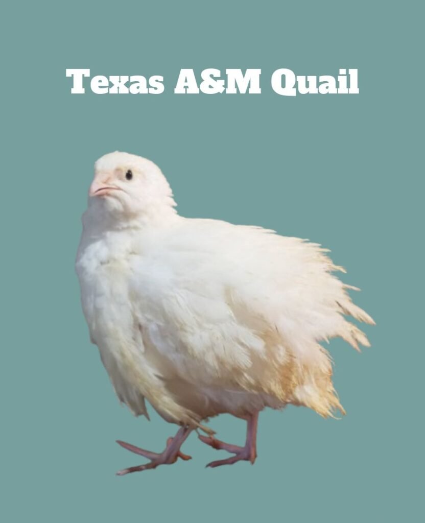 Texas A&M Quail