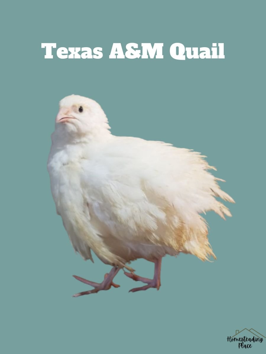 Texas A&M Quail