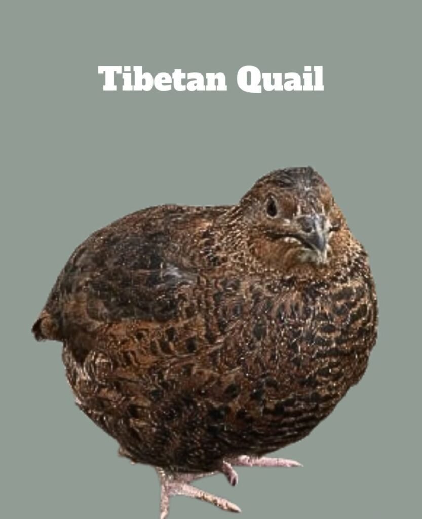 Tibetan Quail