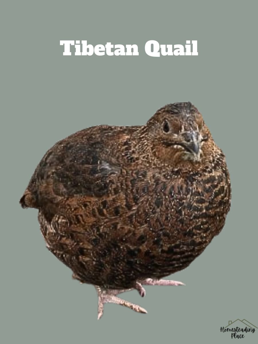 Tibetan Quail