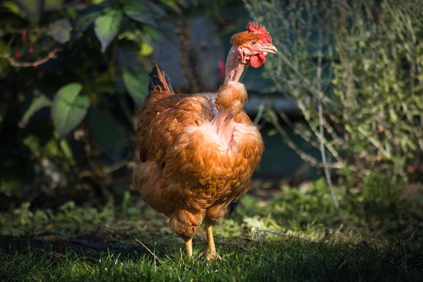 Turken chicken in pasture