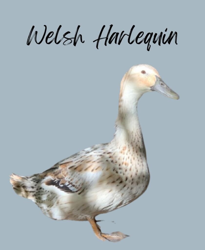 Welsh Harlequin