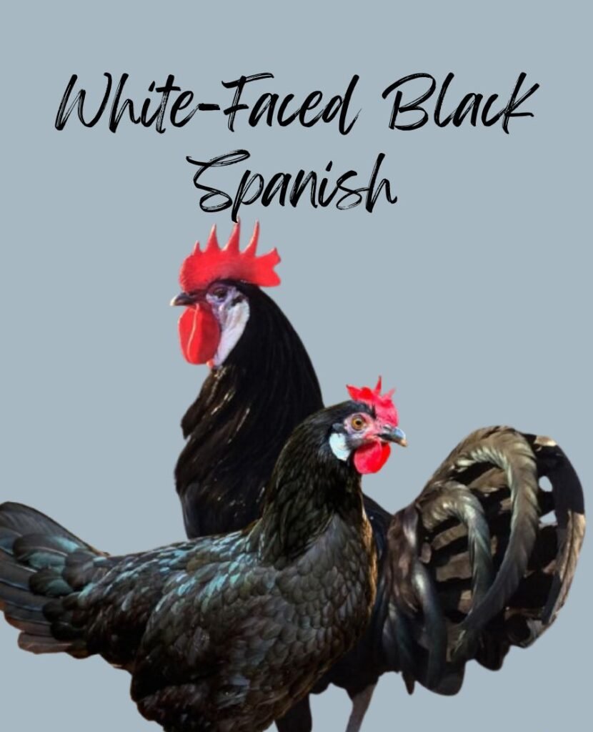 White-Faced Black Spanish Chickens