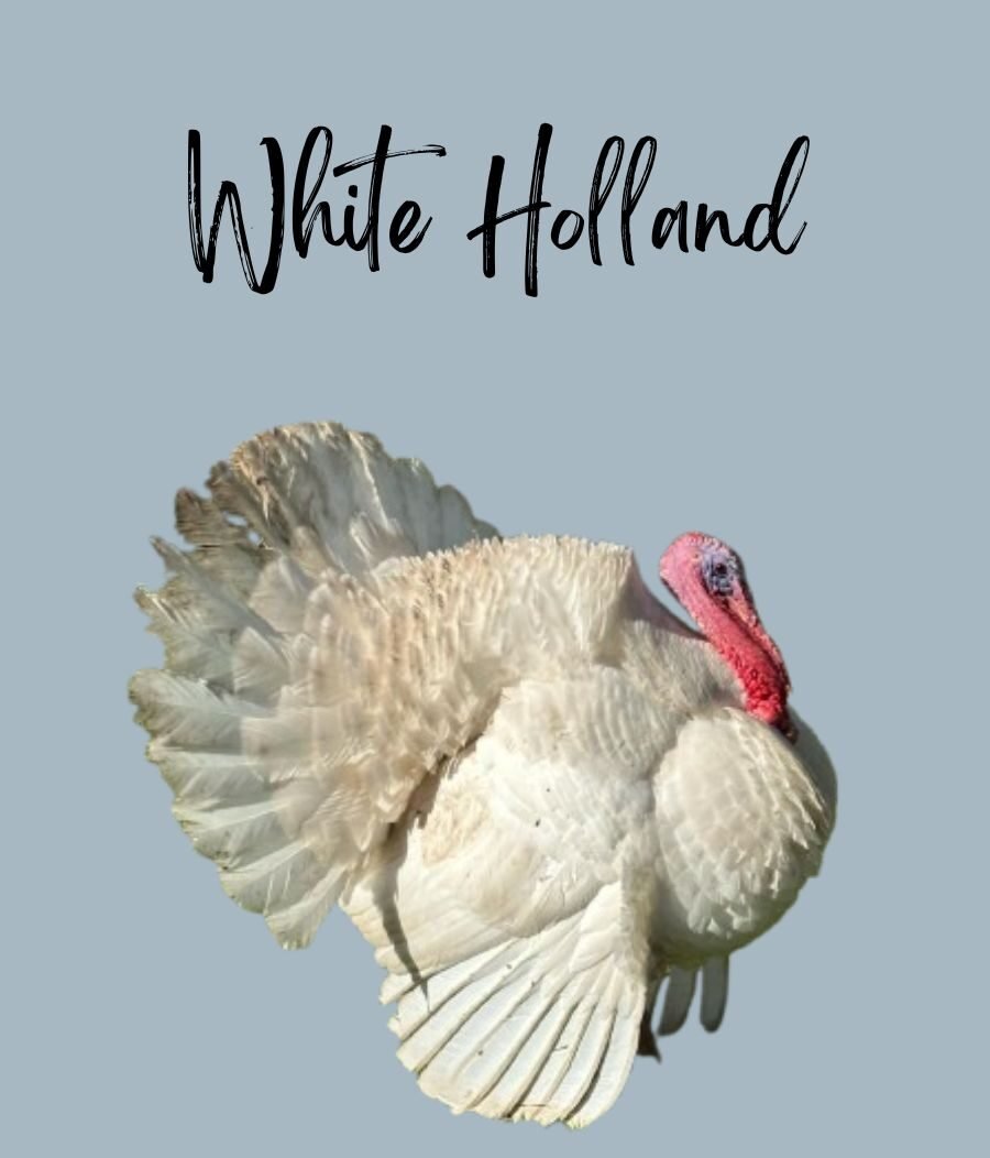 White Holland