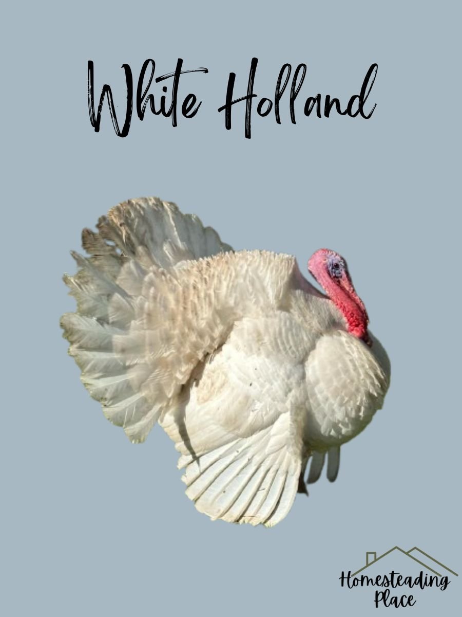 White Holland