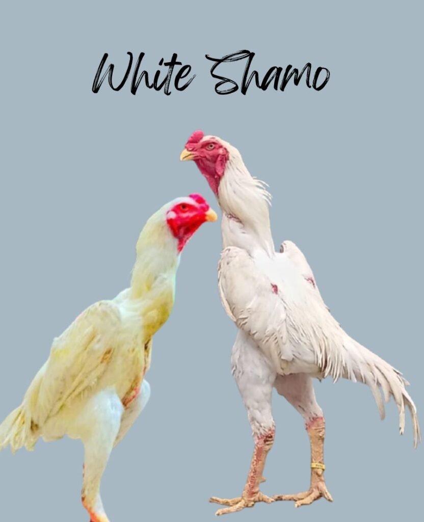 White Shamo Chickens 