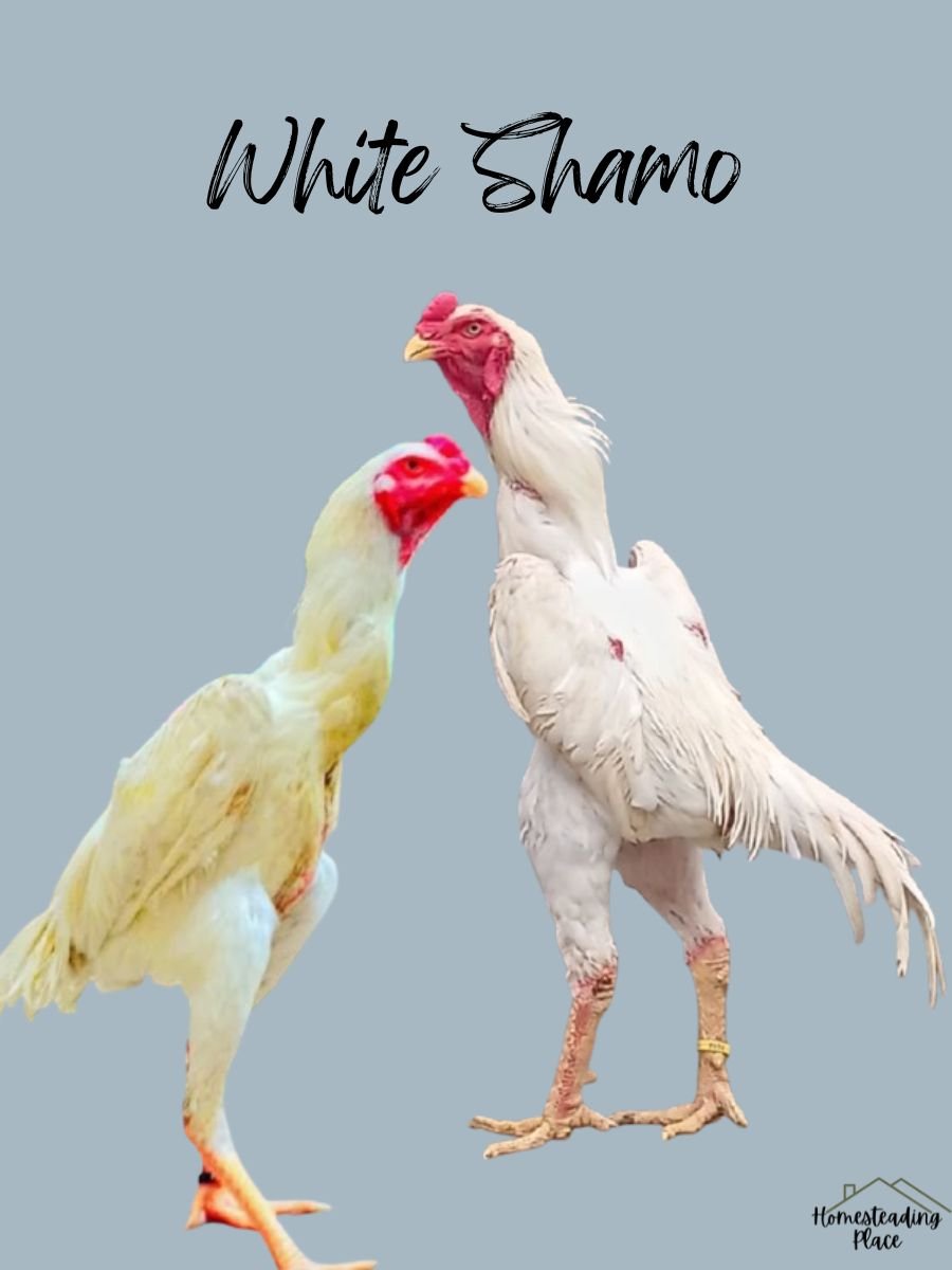 White Shamo Chickens 