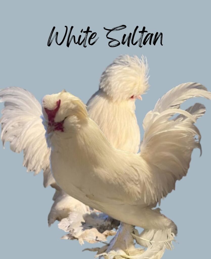 White Sultan