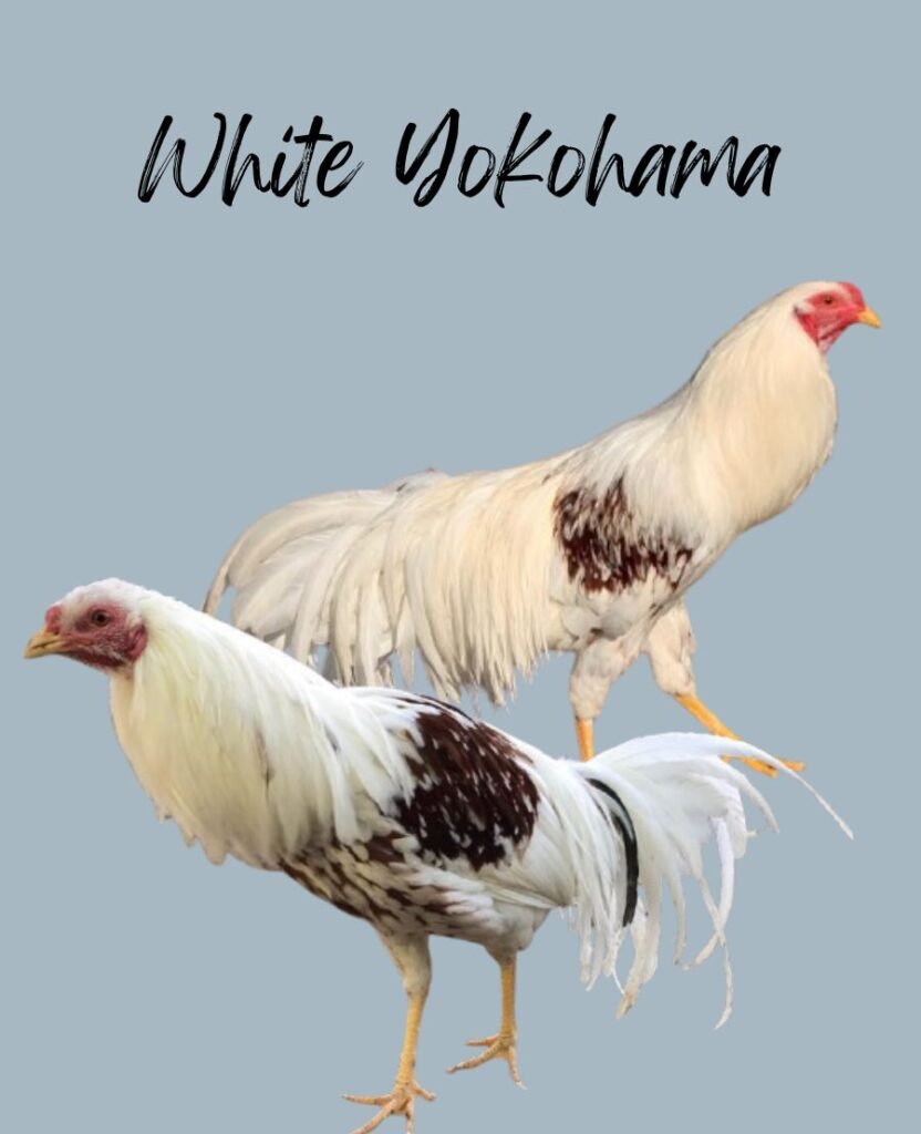 White Yokohama Chickens