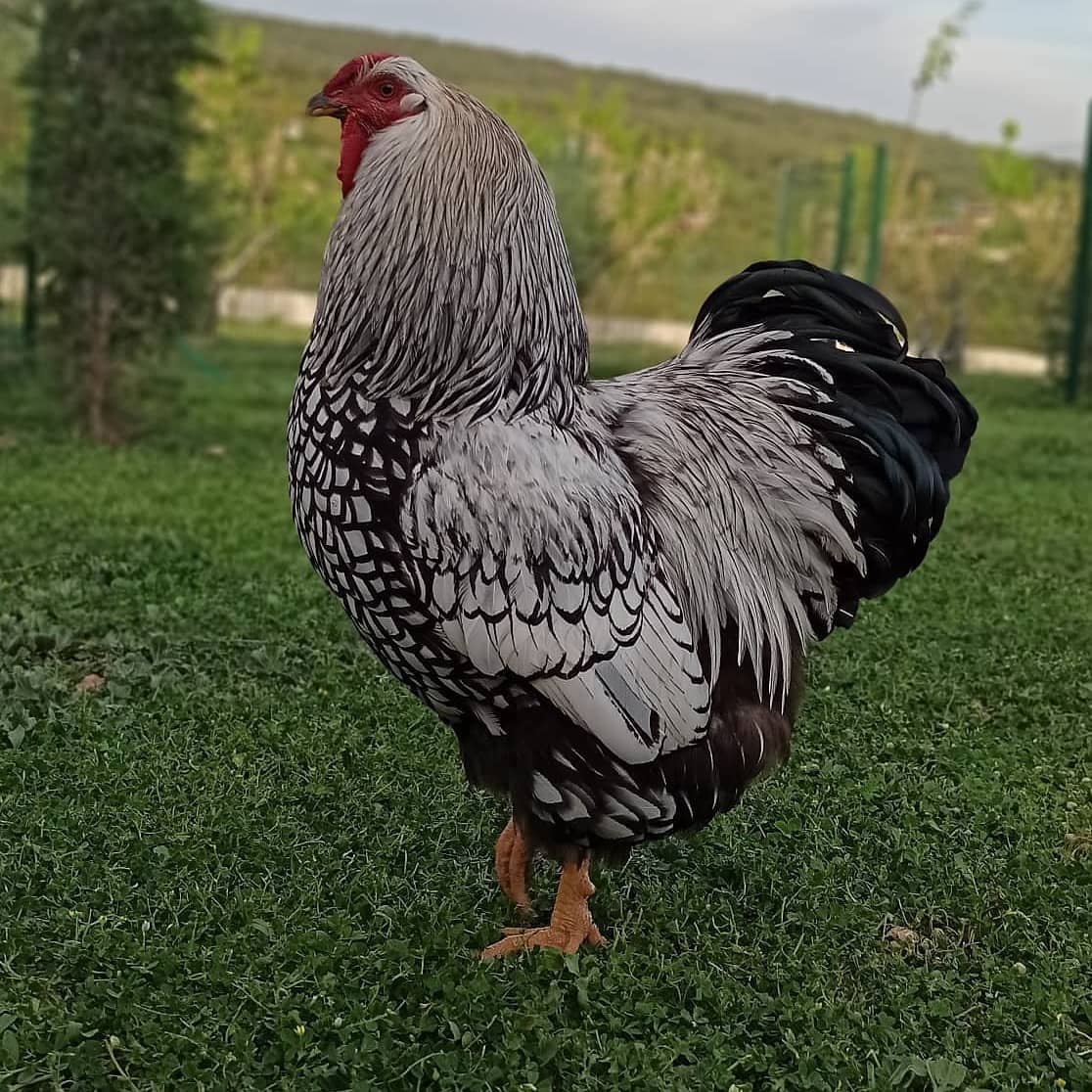 Wyandotte rooster in pasture