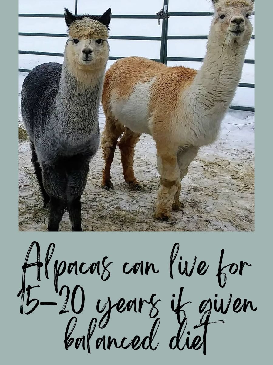 alpacas in winter season