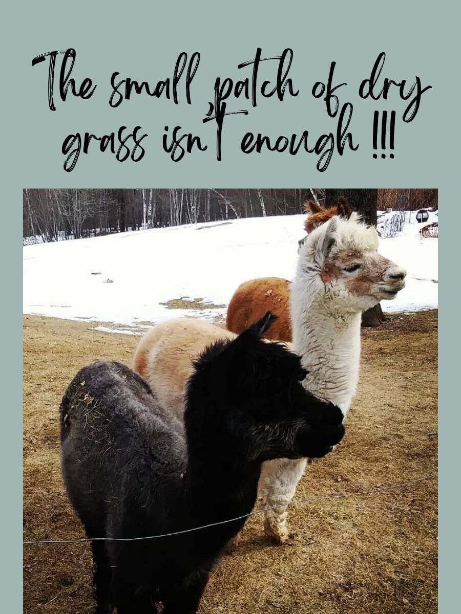 alpacas in winter season