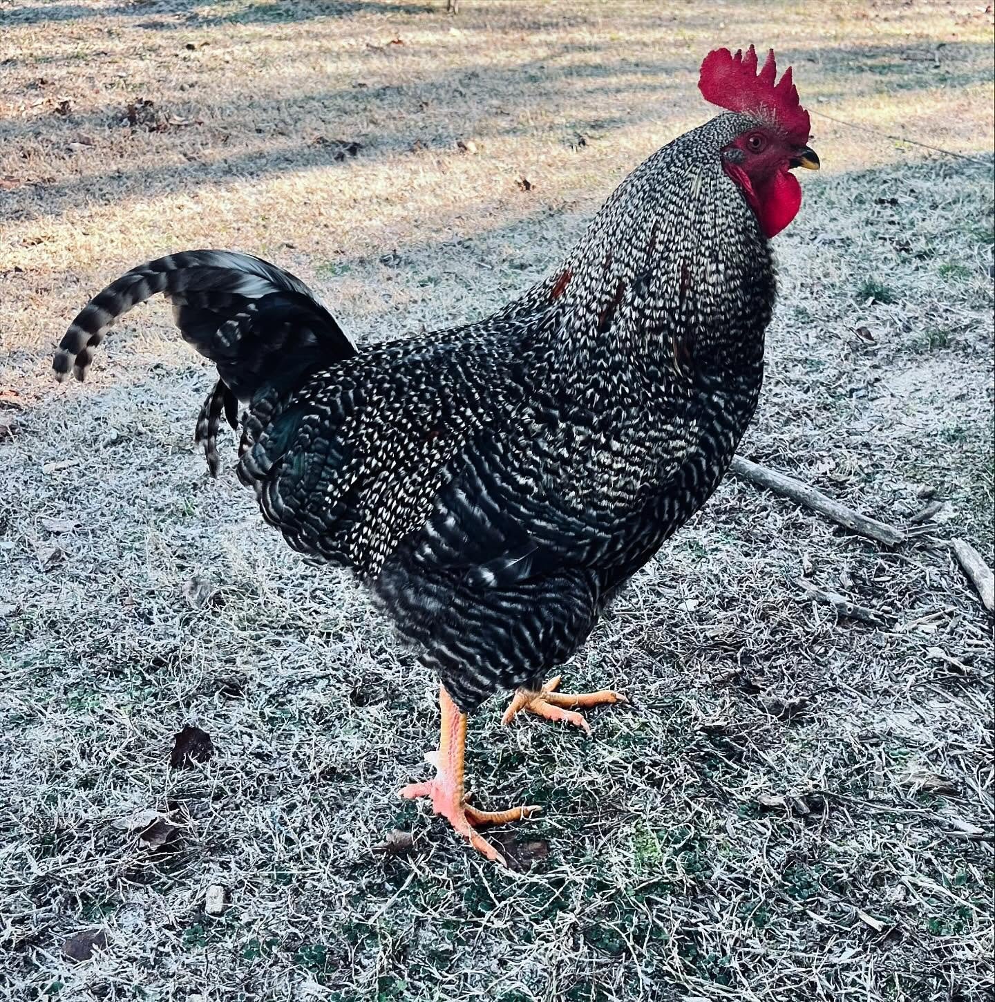 barred rock rooster