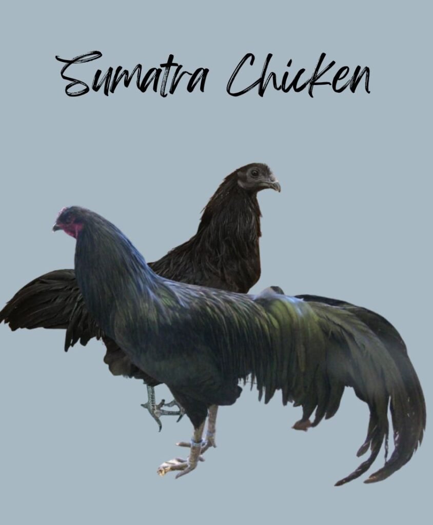 black Sumatra Chickens