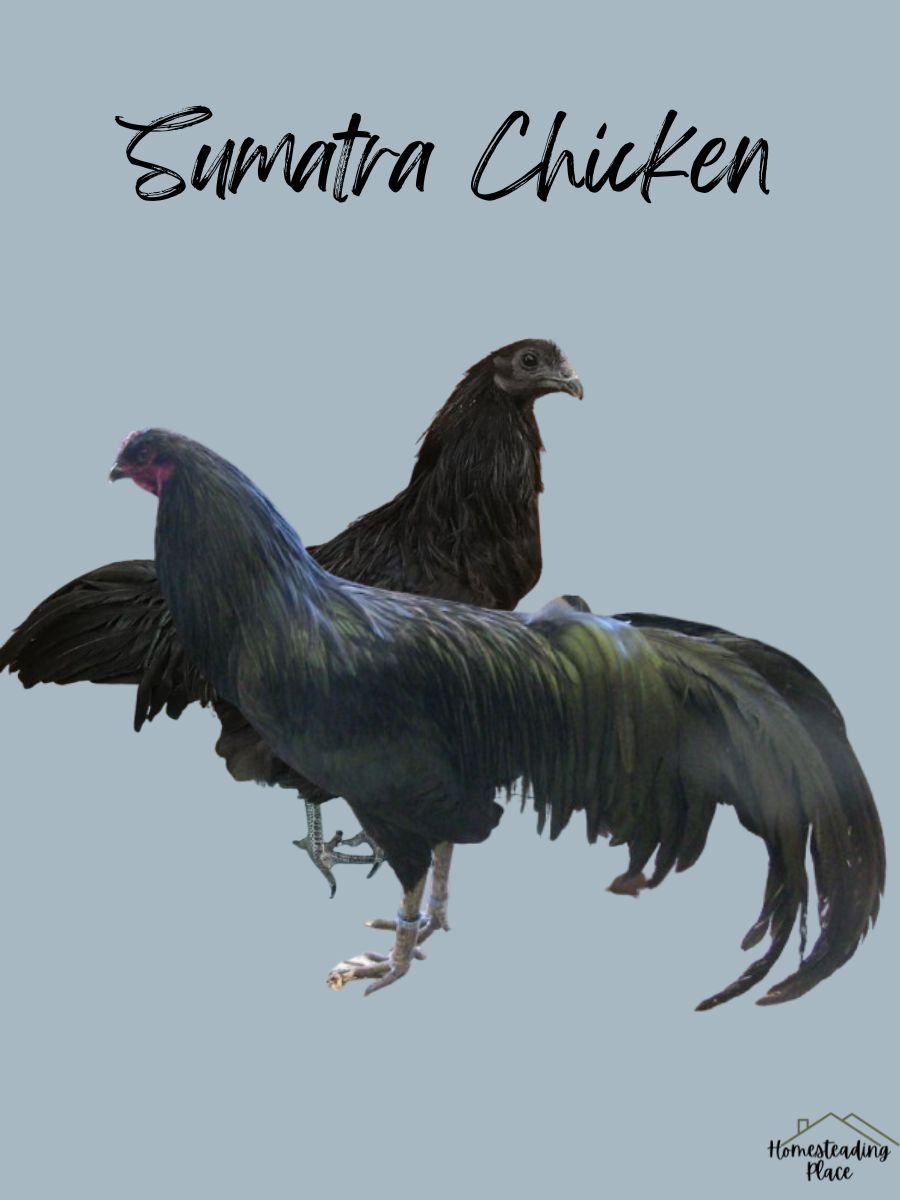 black Sumatra Chickens