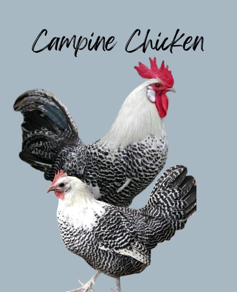 black and white Campine Chickens