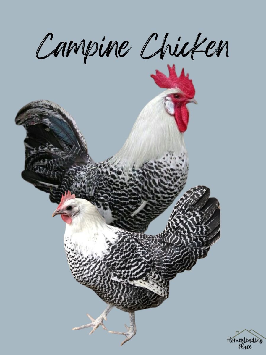 black and white Campine Chickens