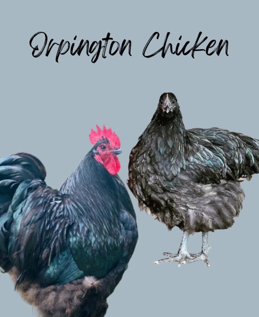 black and white Orpington chickens