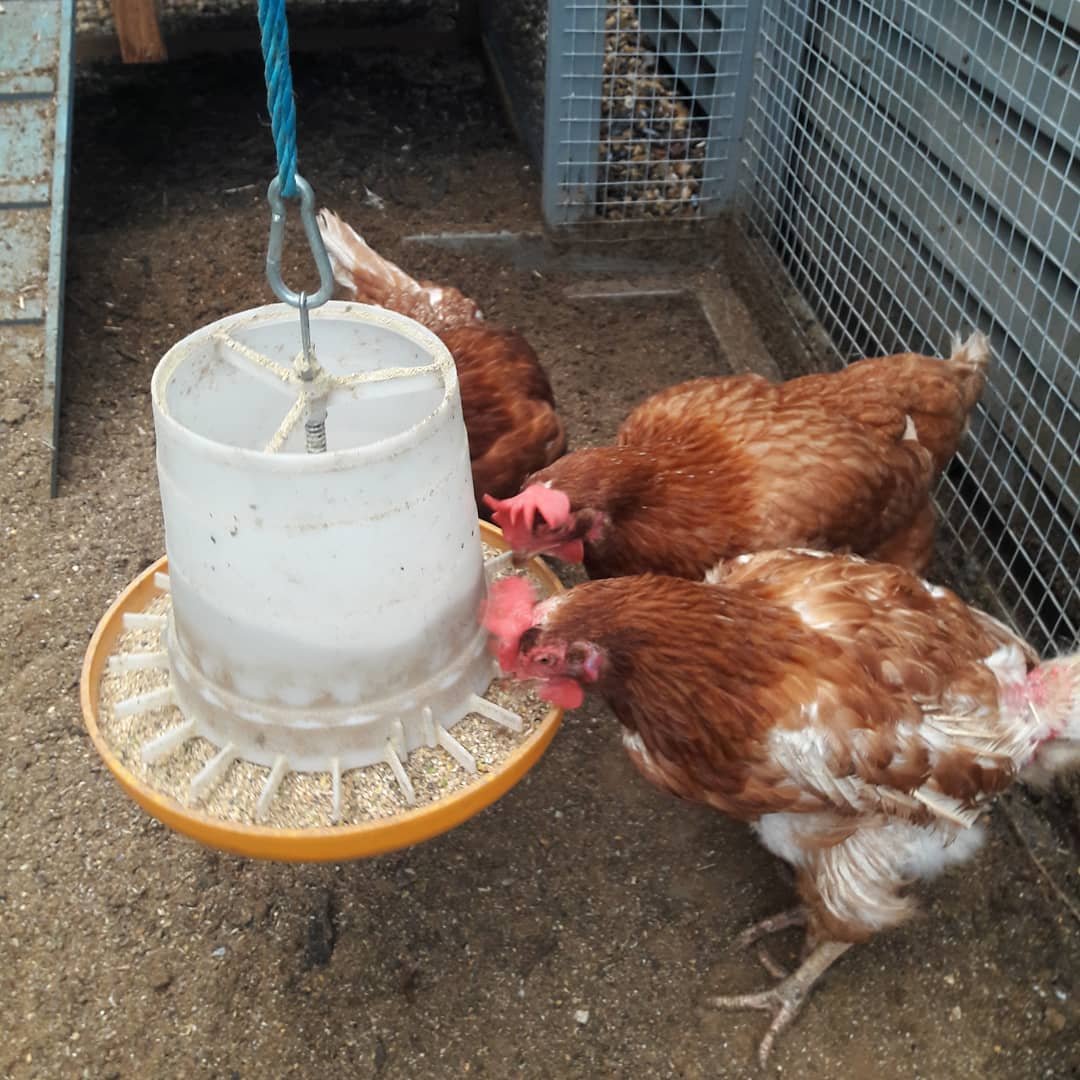 chickens around the feeder