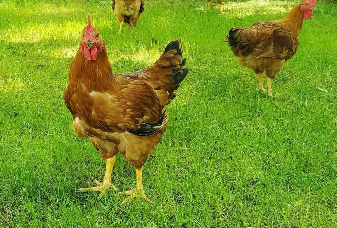 freedom ranger chickens in pasture