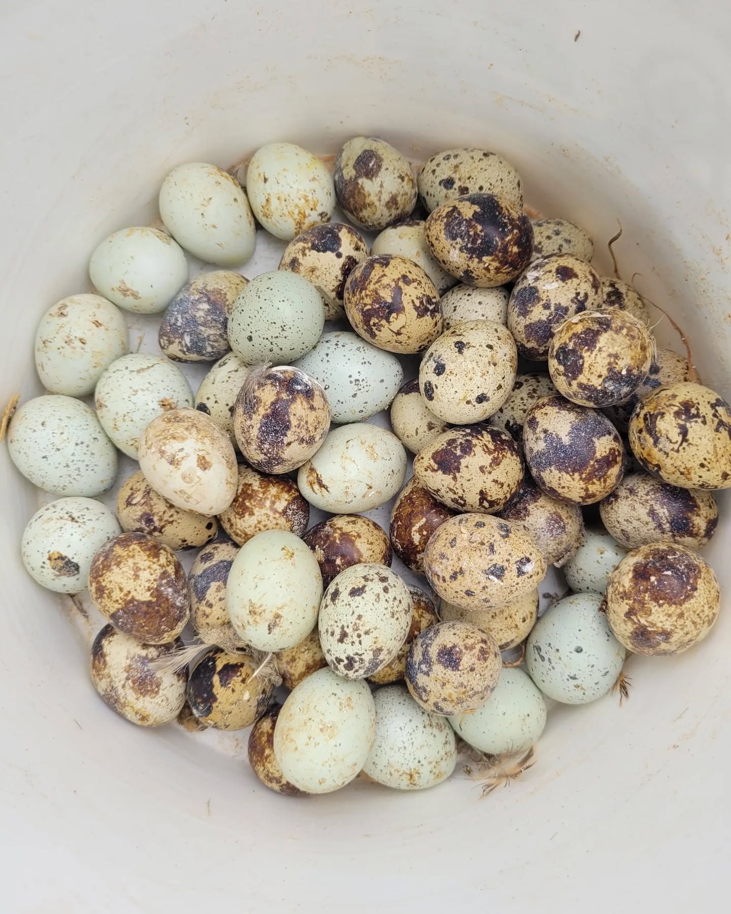 quail eggs in bucket