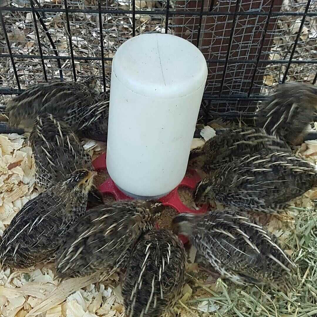 quails around the feeder in the hutch