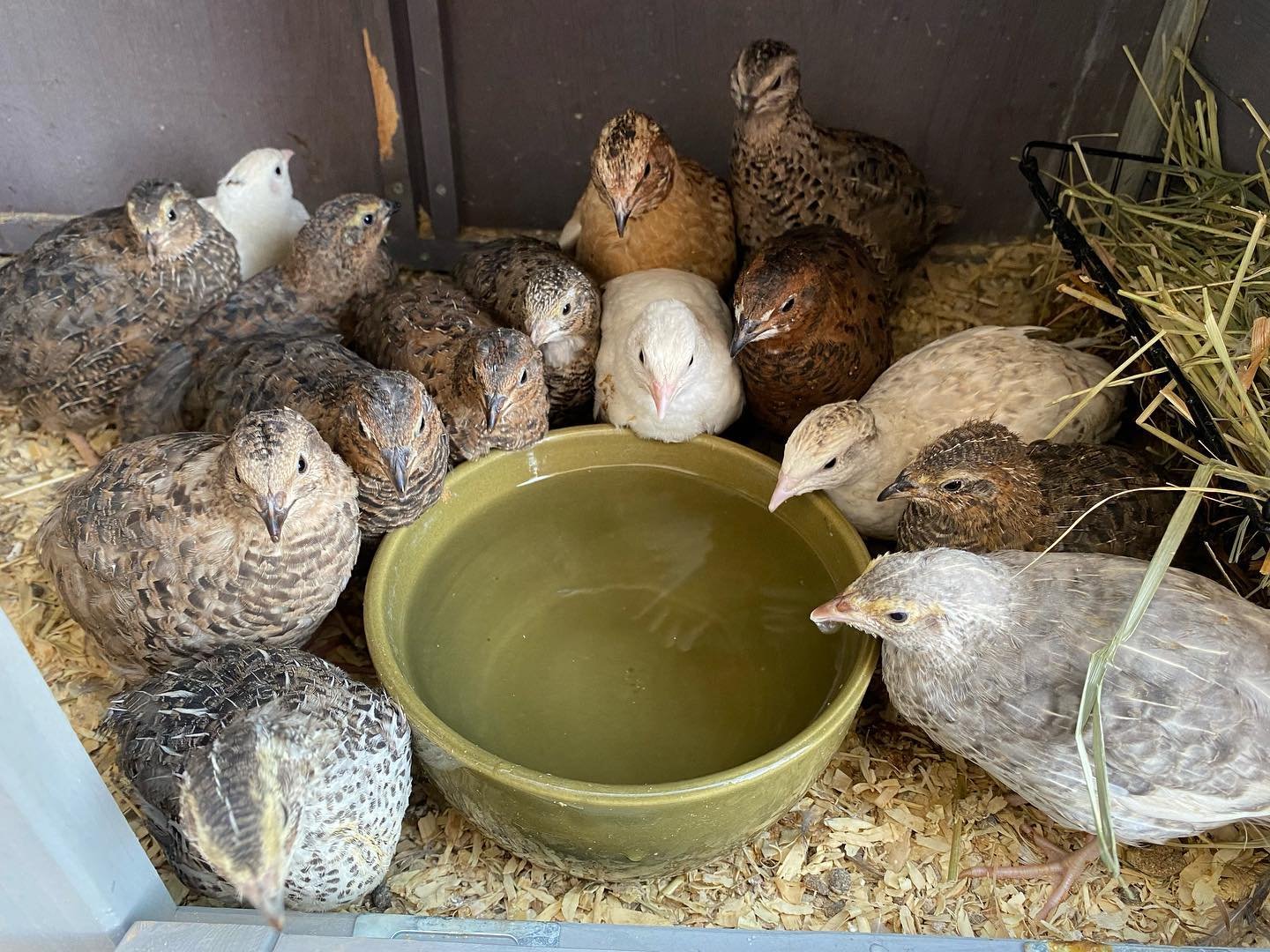 quails around water