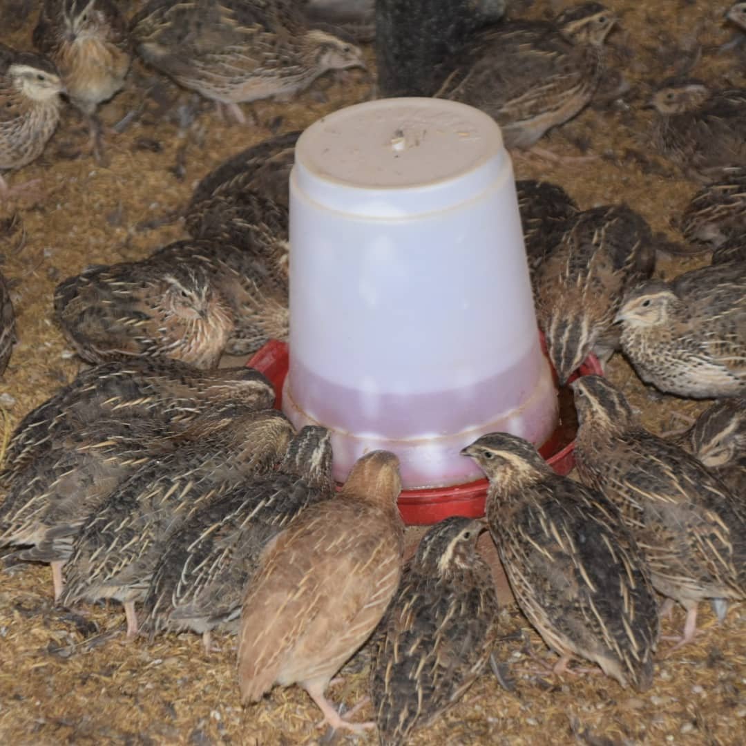 quails eating foods  foods around feeder