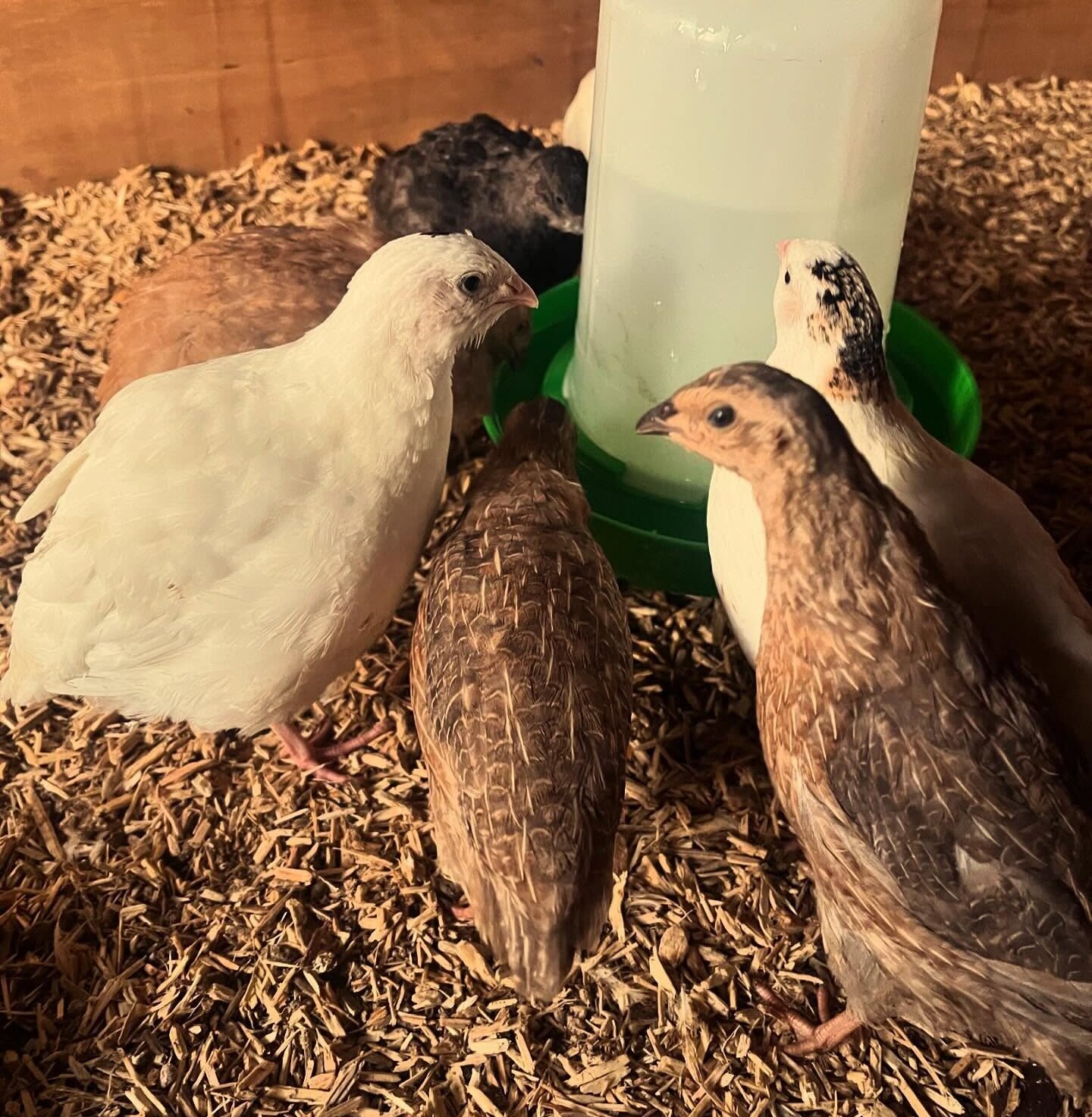 quails eating foods around feeder