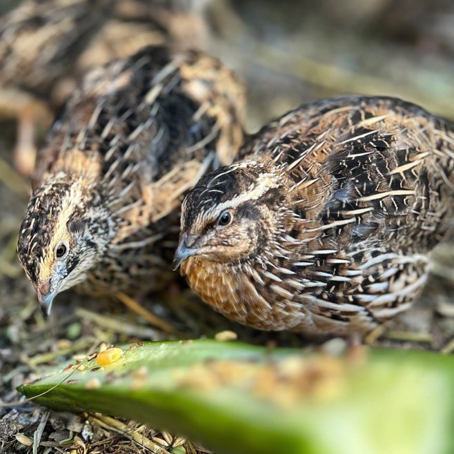 quails foraging