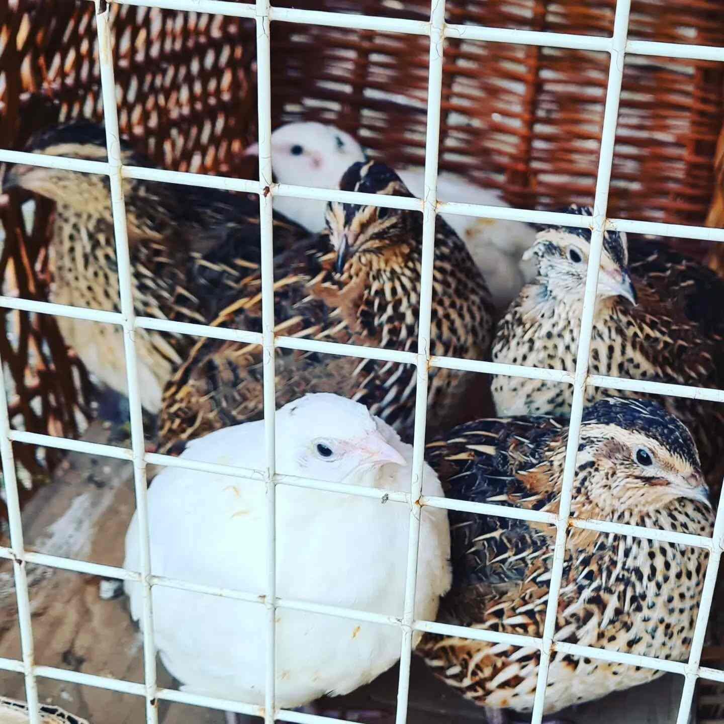 quails in pen