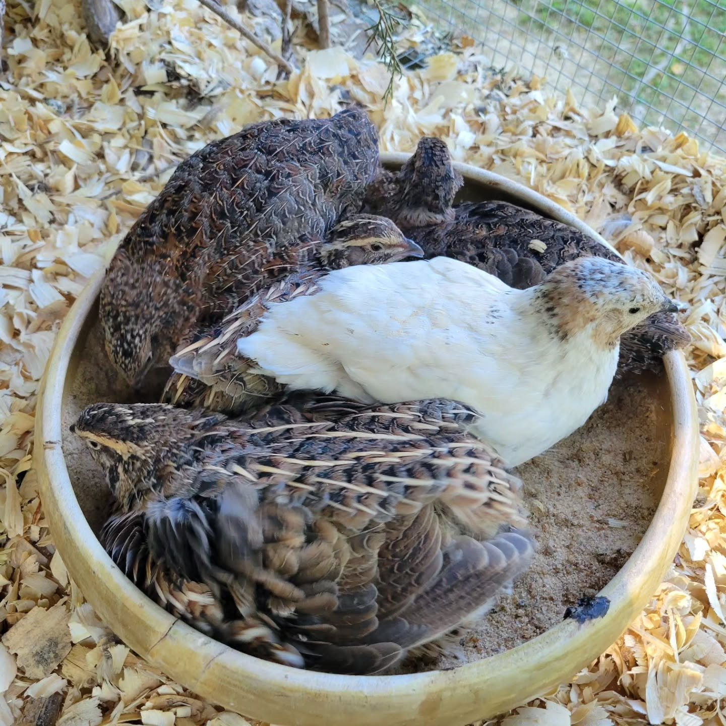 quails sitting in a feeder