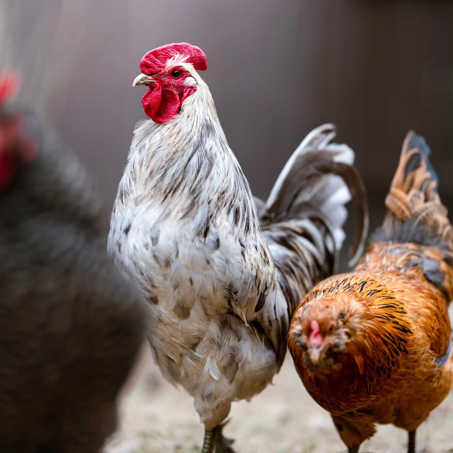 rooster and hen in farm