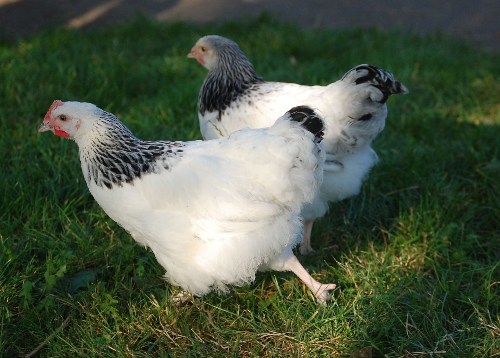 sussex chickens in garden