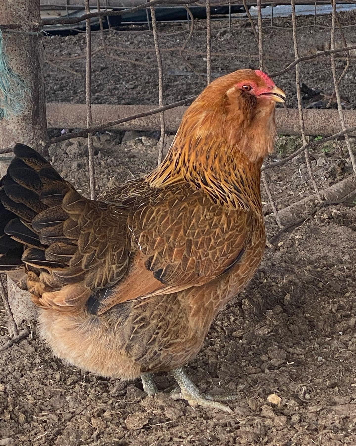 Ameraucana hen in the farm