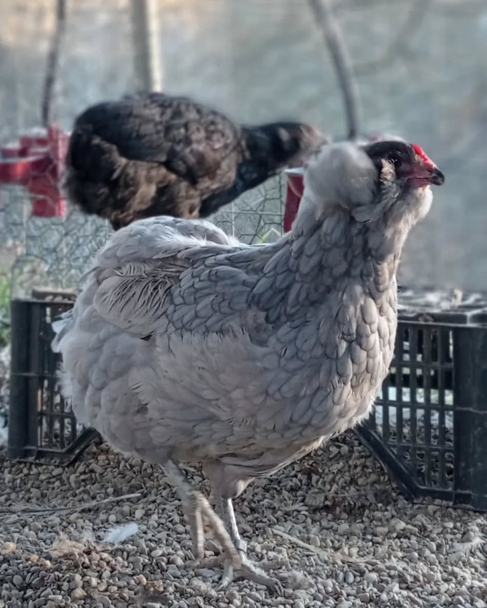 Araucana chickens in the farm