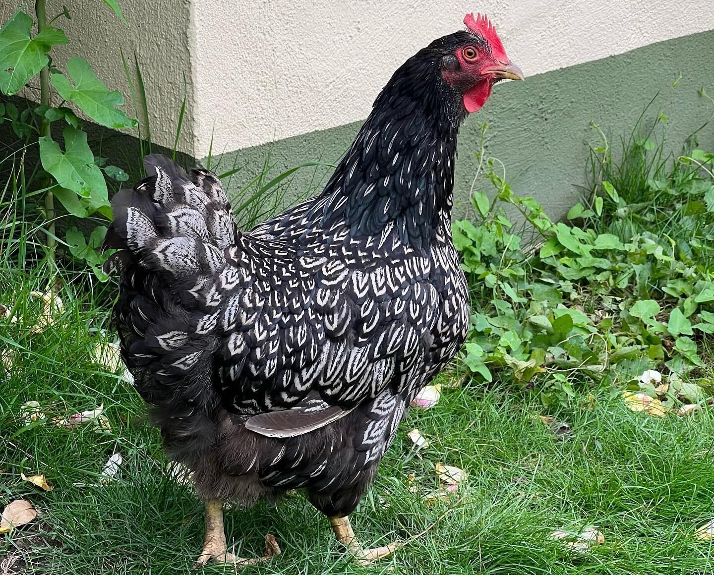 Barnevelder hen outdoors