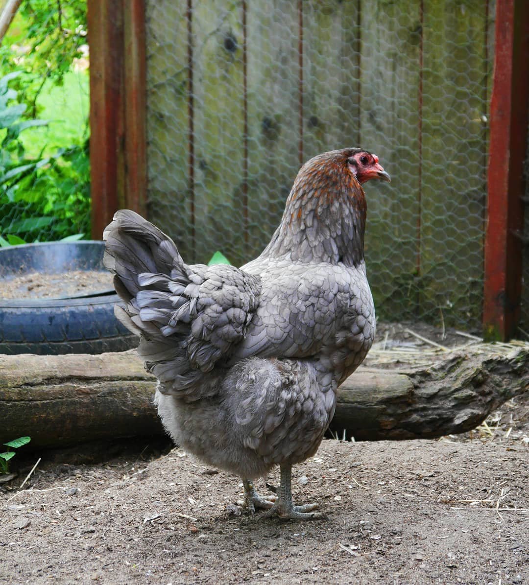 Blue Isbar hen