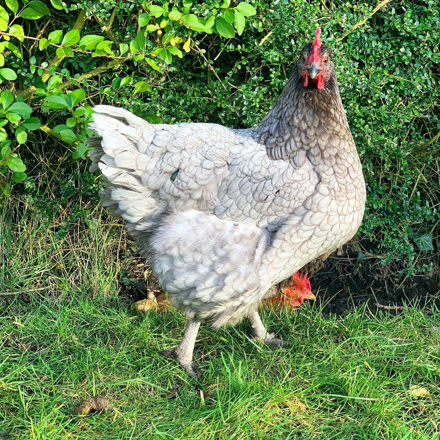 Bluebell chickens in pasture