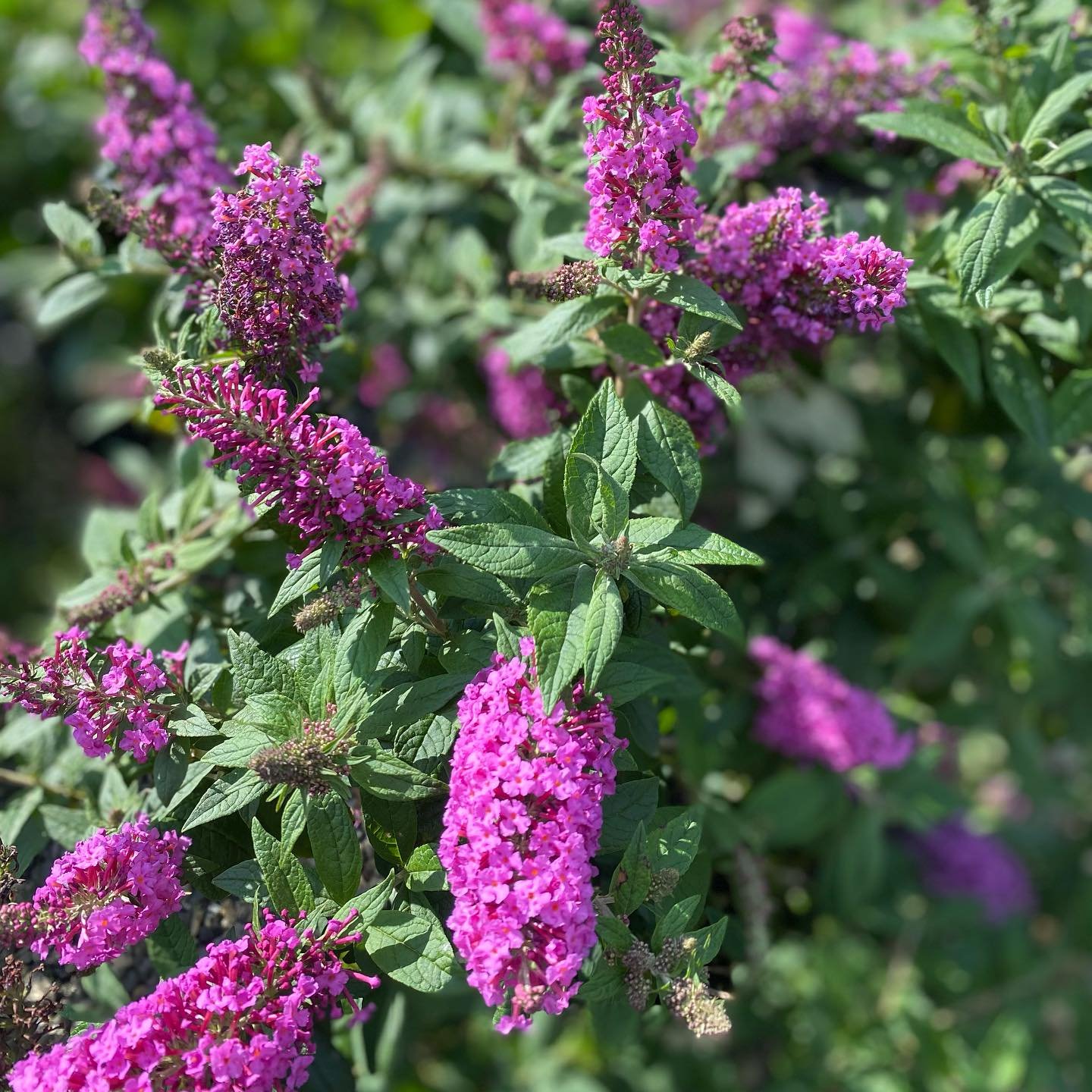 Butterfly Bush in the garden