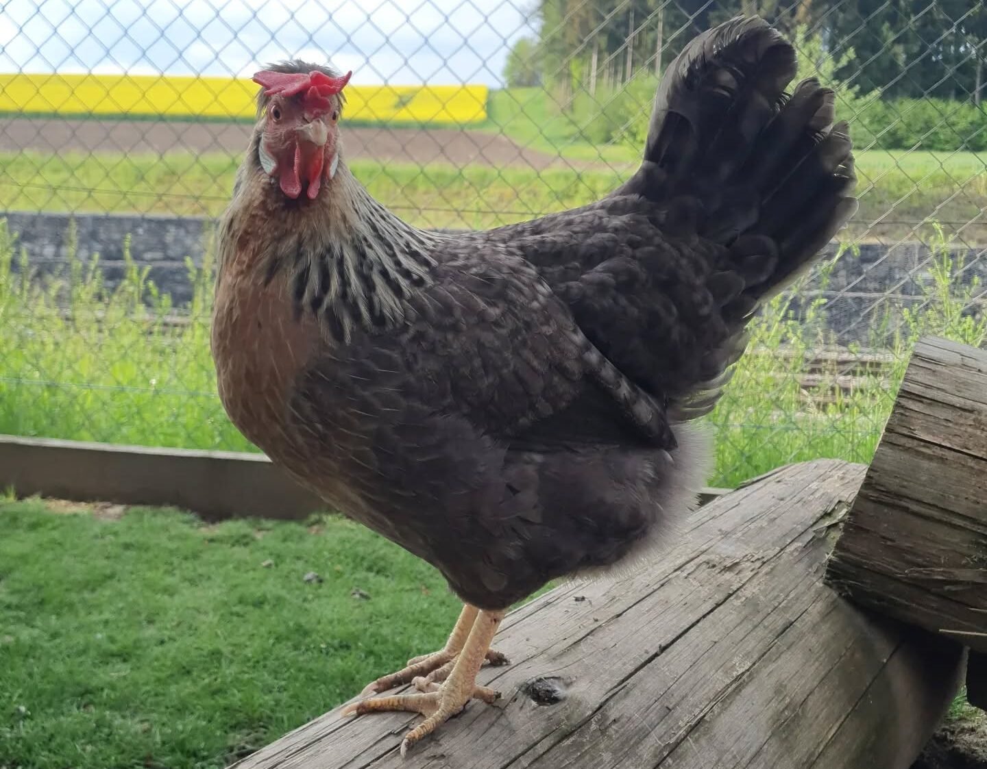 Cream Legbar hen in the running