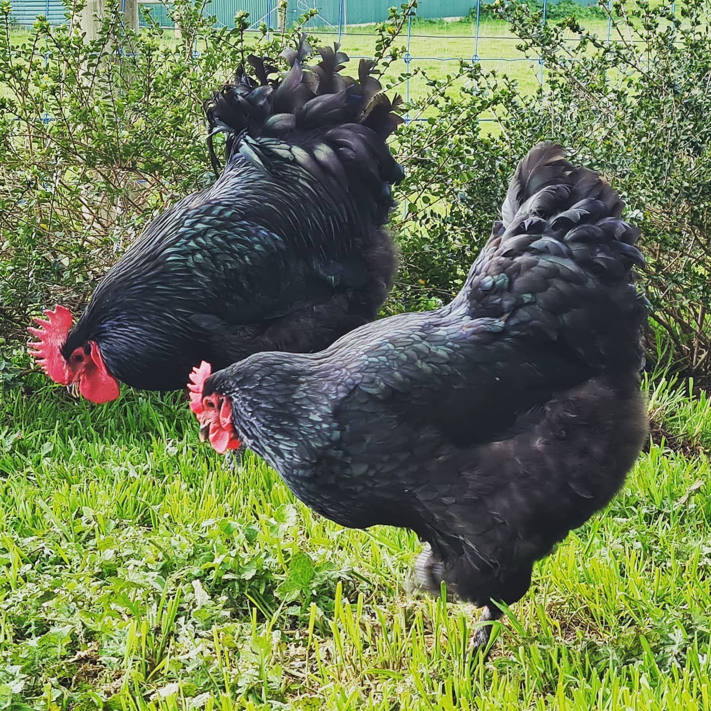 Croad Langshan chickens foraging