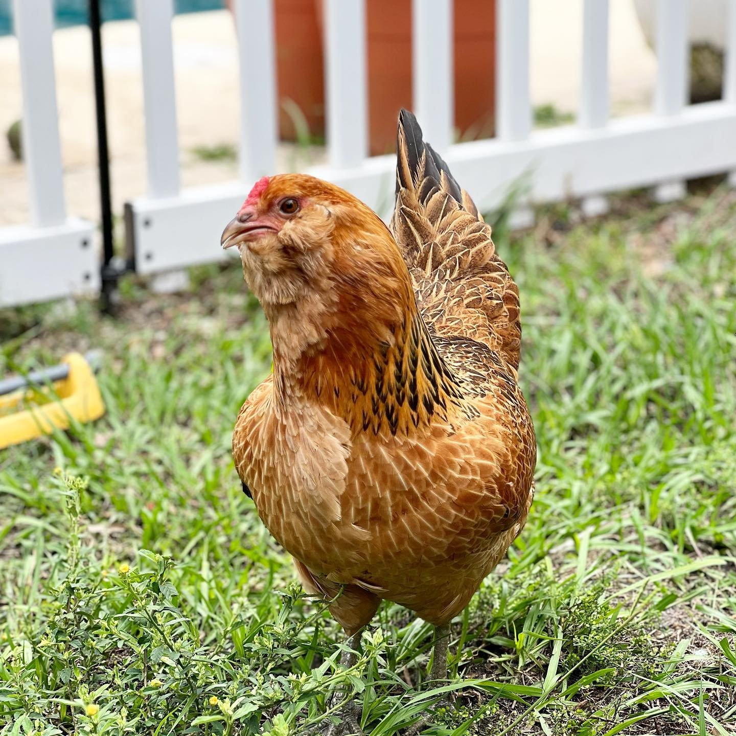 Easter Egger hen