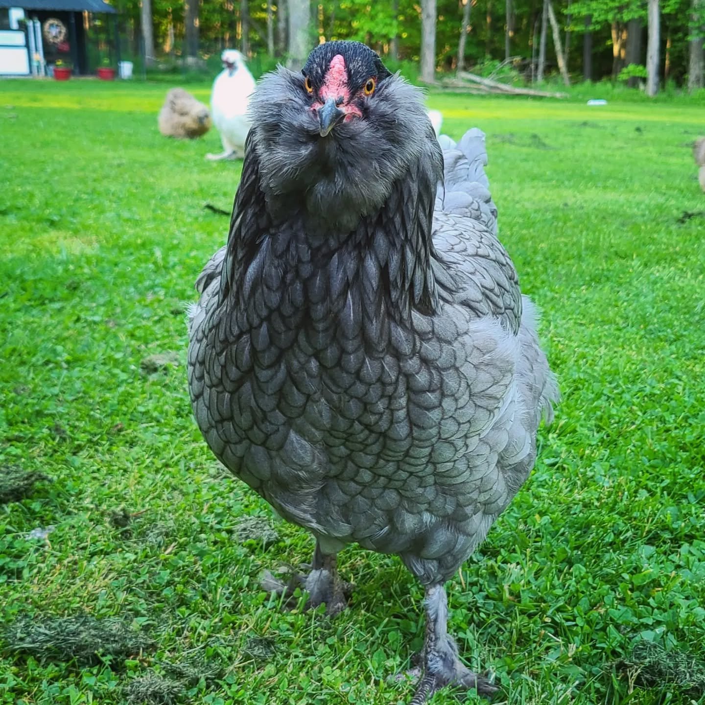 Favaucana chickens in pasture