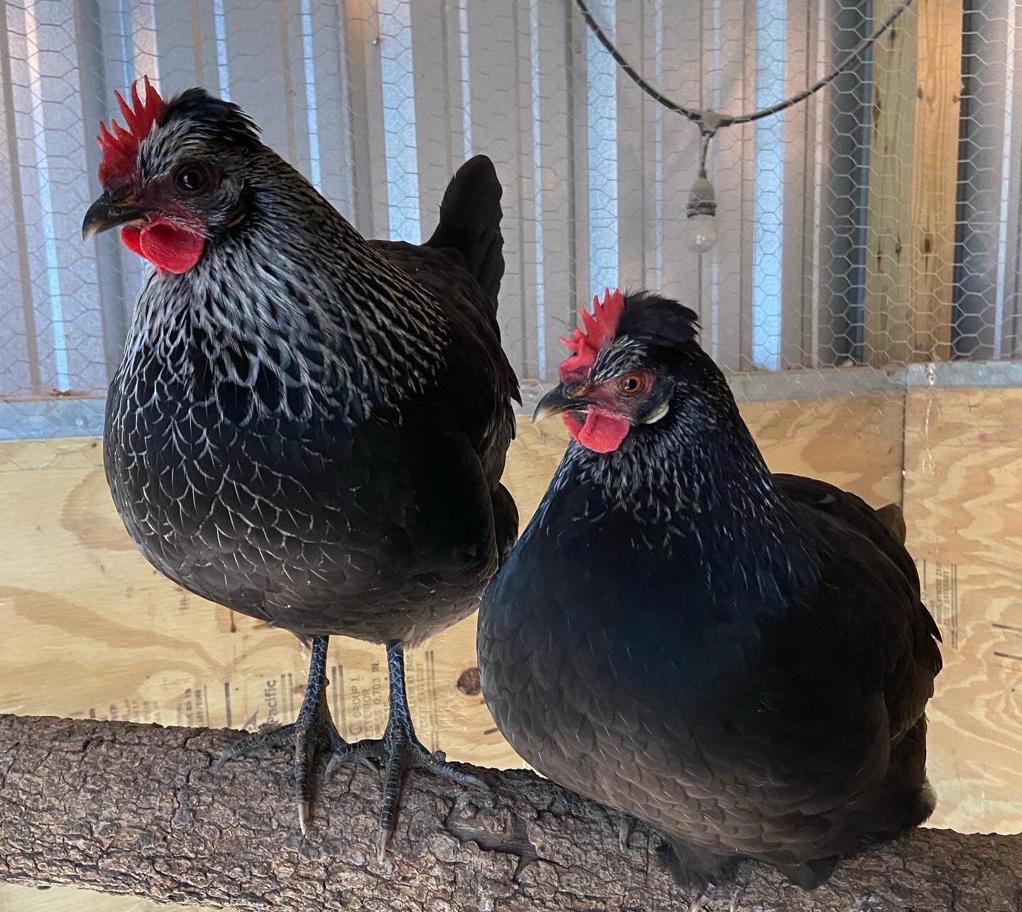 Ice Cream Bar Chickens in farm