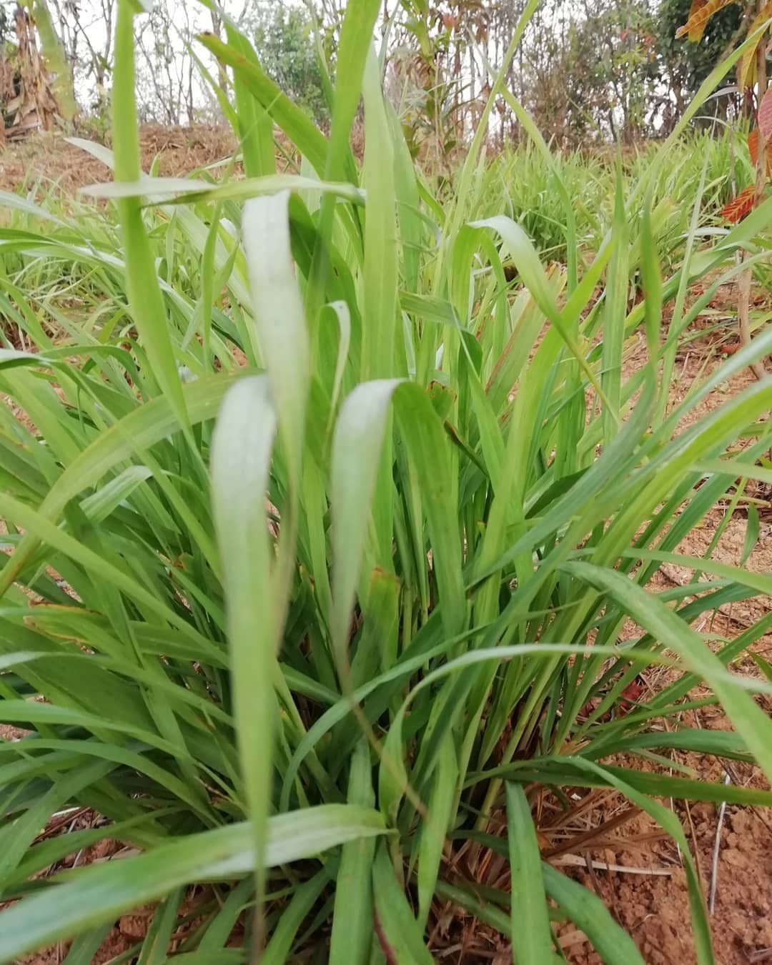 Lemongrass growing outdoors