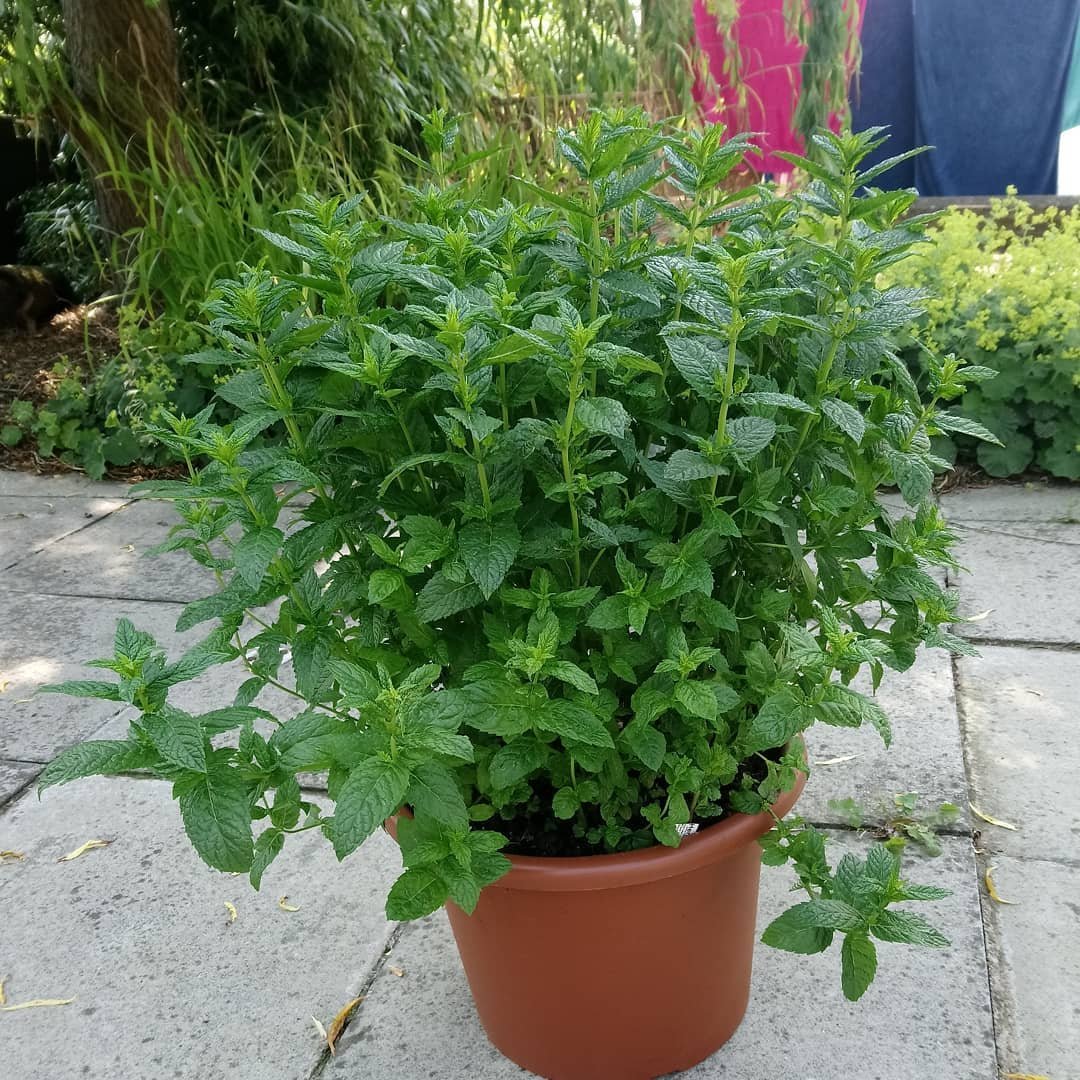 Mint growing dense in container